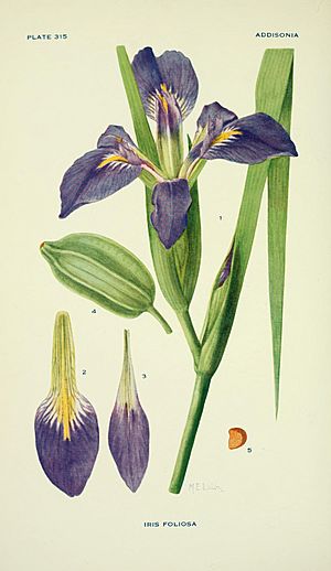 Addisonia - colored illustrations and popular descriptions of plants (1916-(1964)) (16586677499)