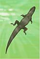 Allognathosuchus gracilis