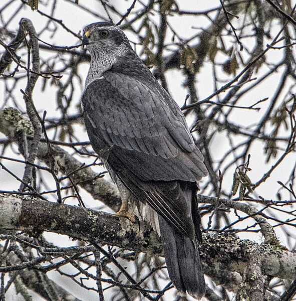 American goshawk
