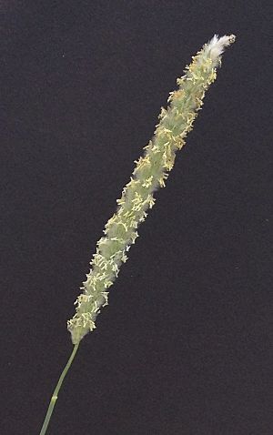 Anthephora pubescens inflorescence.jpg