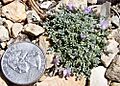 Astragalus cremnophylax cremno