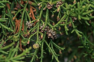 Athrotaxis cupressoides (31258346526)