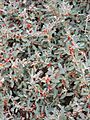 Atriplex semibaccata by Scott Zona - 003