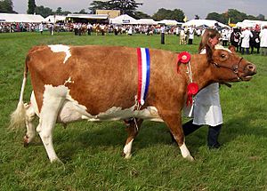 Ayrshire cow.jpg