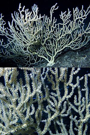 Bamboo coral miami terrace