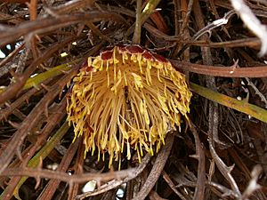 Banksia comosa(1).jpg