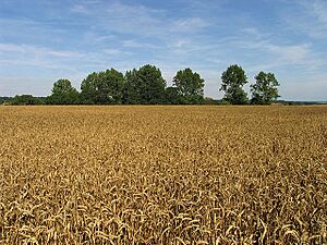 Barley Crop - geograph.org.uk - 35852