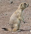 Black-tailed Prairie Dog-Wichita Mountain Wildlife Refuge-1