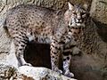 Bobcat at Fort Worth Zoo