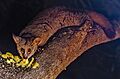 Brown Greater Galago