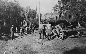Bullockies standing near bullock carts carrying logs in North Arm, ca. 192017Bullockies (7436955234)