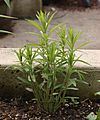 Butterfly Weed Asclepias tuberosa Young Plant 1938px