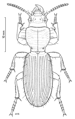 COLE Carabidae Mecodema.png