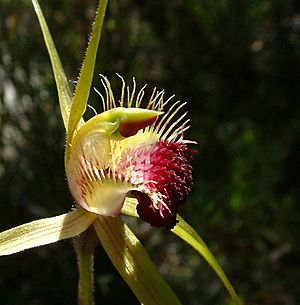 Caladenia huegelii - Grand Spider orchid (2680576997).jpg