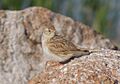 Calandrella cheleensis