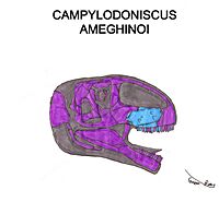 Campylodoniscus ameghinoi Skull Mk I Me.jpg