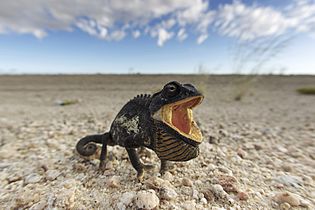 Chamaeleo namaquensis (Namib-Naukluft, 2011)