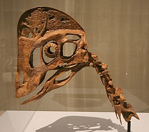 Chirostenotes skull