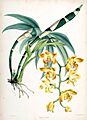 Chysis laevis