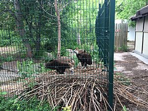 Cinereous vultures build a nest on Denver's Zoo's Nurture Trail