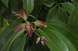 Cinnamomum verum leaves