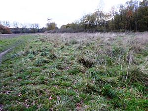 Coalville Meadows 2.jpg