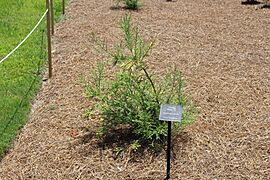 Coastal Georgia Botanical Gardens, Chinese Water Fir glyptostrobus pencilis