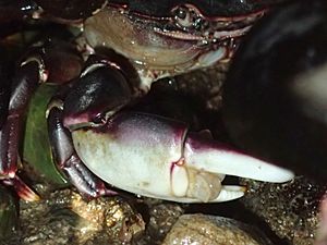 Common Rock Crab 02