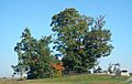 Copse of trees Gettysburg 101215