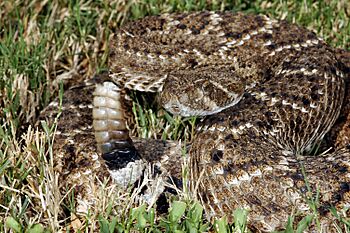 Crotalus atrox (2)