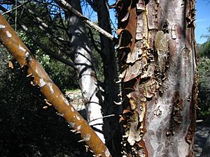 Cupressus stephensonii trunk