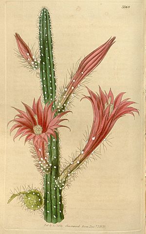 Curtis's botanical magazine (Plate 3768) (9126642091)