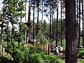 Delamere, "Go Ape" in Delamere Forest - geograph.org.uk - 207825