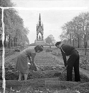 Dig For Victory- Working on An Allotment in Kensington Gardens, London, 1942 D8334