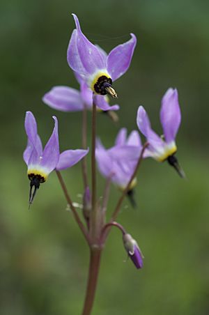 Dodecatheon hendersonii.jpg