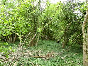 East Dean Park Wood (4)
