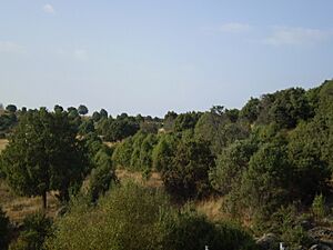 Enebral de Hoyo de Manzanares