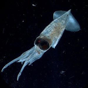Enoploteuthis