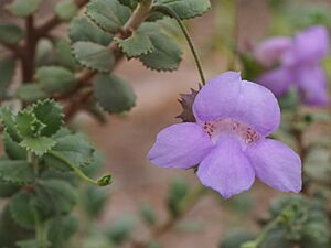 Eremophila flabellata (flower detail)