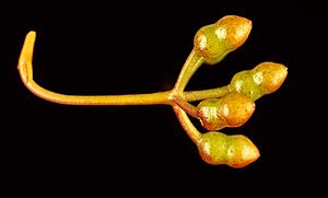 Eucalyptus cerasiformis buds