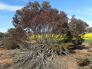 Eucalyptus gardneri habit.jpg
