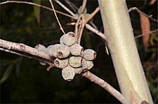 Eucalyptus olsenii fruit