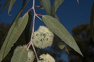 Eucalyptus risdonii flowers