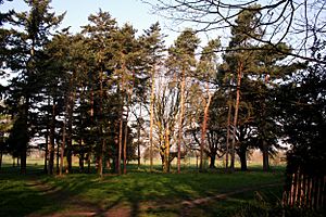 Ewell, Surrey, Trees in Nonsuch Park - geograph.org.uk - 1732562.jpg
