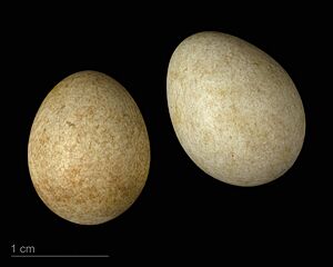 Ficedula parva MHNT.ZOO.2010.11.206.5