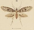 Fig 13 MA I437910 TePapa Plate-XLIX-The-butterflies full (cropped)