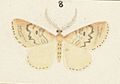 Fig 8 MA I437613 TePapa Plate-XIV-The-butterflies full (cropped)