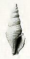 Filodrillia mucronata 001