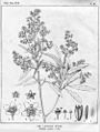 Flindersia maculosa00