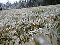 Frozen blades of grass in southern nh